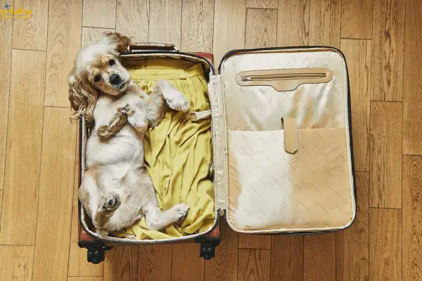 Ferramentas Essenciais para Nomades Digitais que Viajam com Pets O Guia Completo 1 1