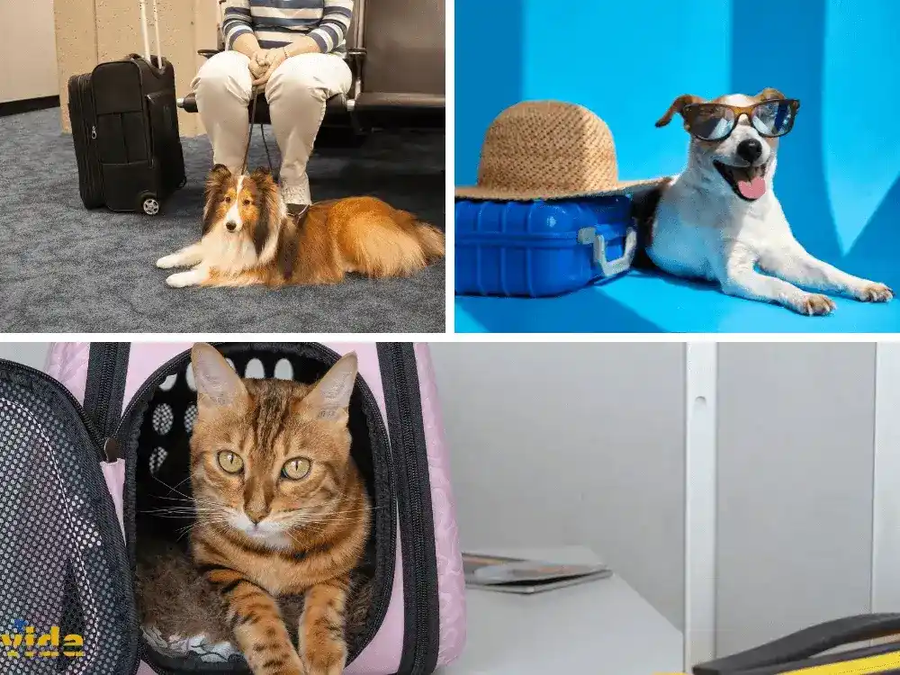 Nômades Digitais viagem com Pets