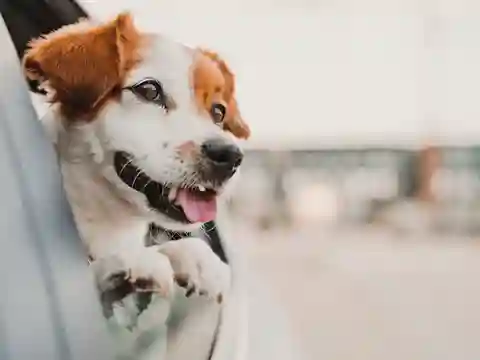 Viajar com Animais de Estimação:  carro com meu pets